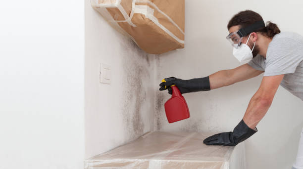 Basement Mold Remediation treatment on basement walls in Wake