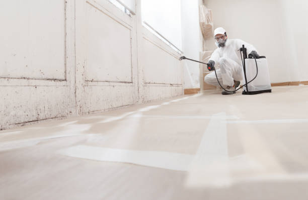 Black mold remediation team in Wake