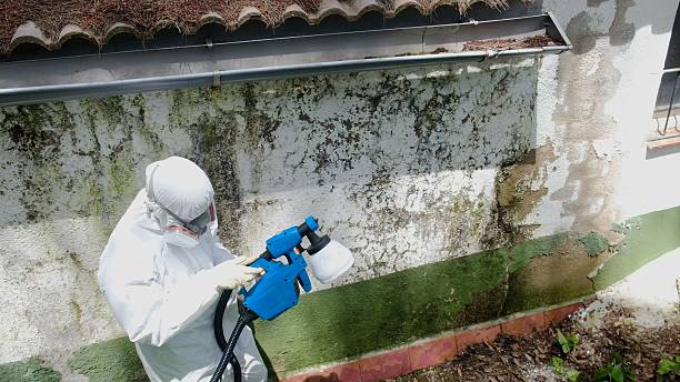 Mold Removal service in Wake
